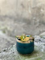 Zdjęcie rośliny Fittonia albivenis Skeleton, ujęcie 3