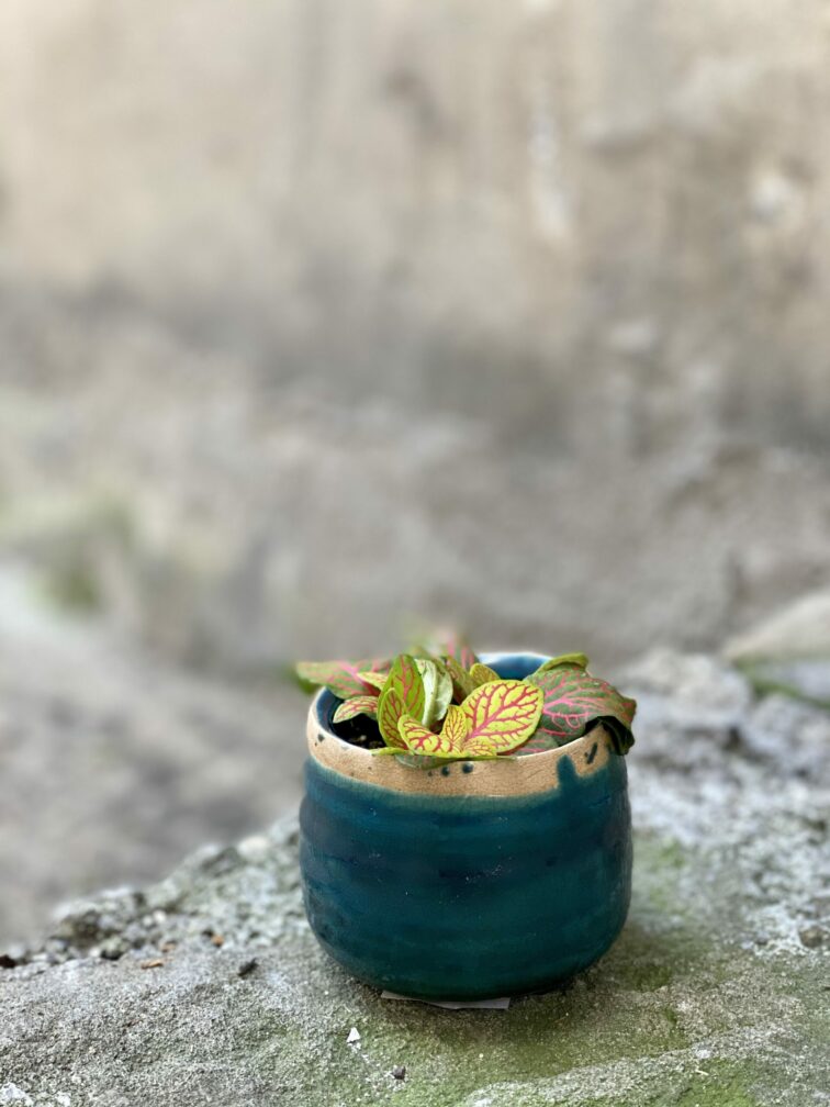 Zdjęcie rośliny Fittonia albivenis Skeleton, ujęcie 3