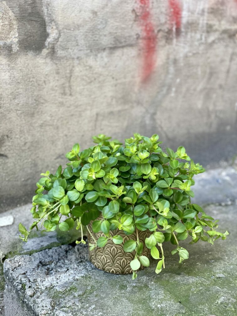 Zdjęcie rośliny Peperomia rotundifolia, ujęcie 1