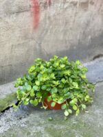 Zdjęcie rośliny Peperomia rotundifolia, ujęcie 2