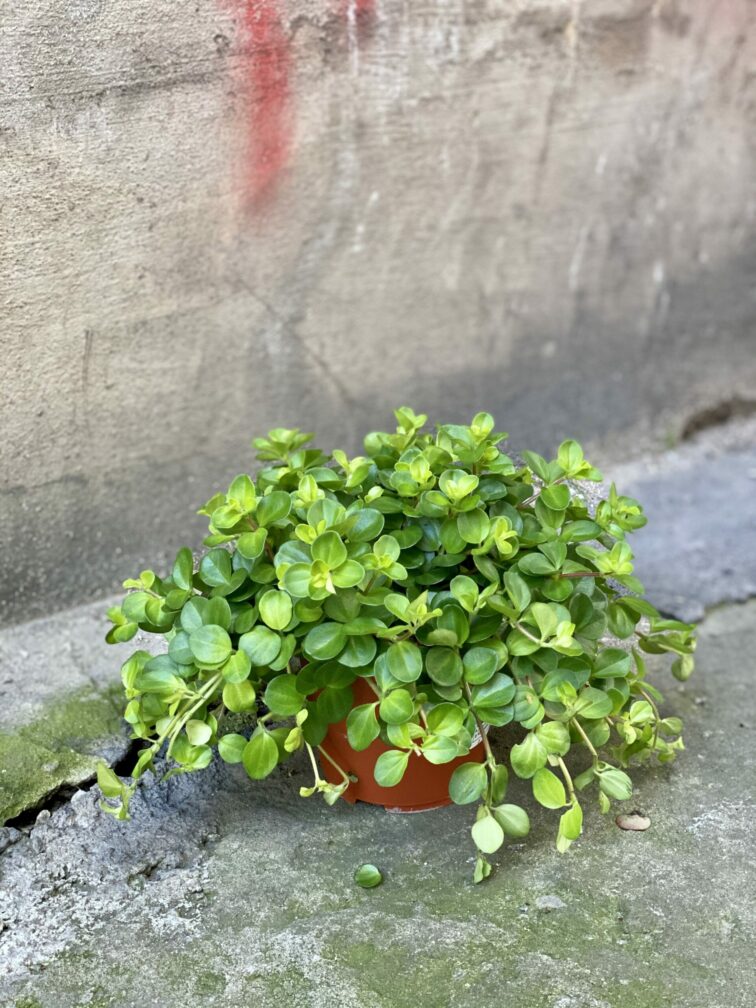 Zdjęcie rośliny Peperomia rotundifolia, ujęcie 2