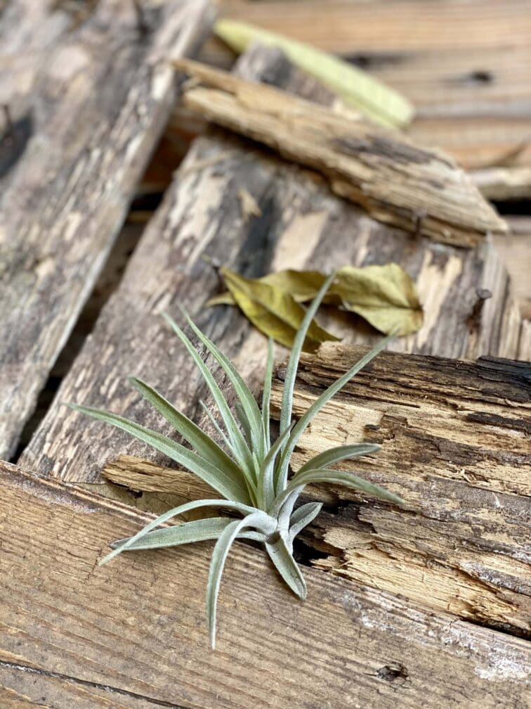Zdjęcie rośliny Tillandsia abdita (oplątwa), ujęcie 1