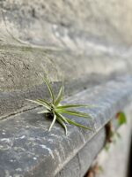 Zdjęcie rośliny Tillandsia abdita (oplątwa), ujęcie 2