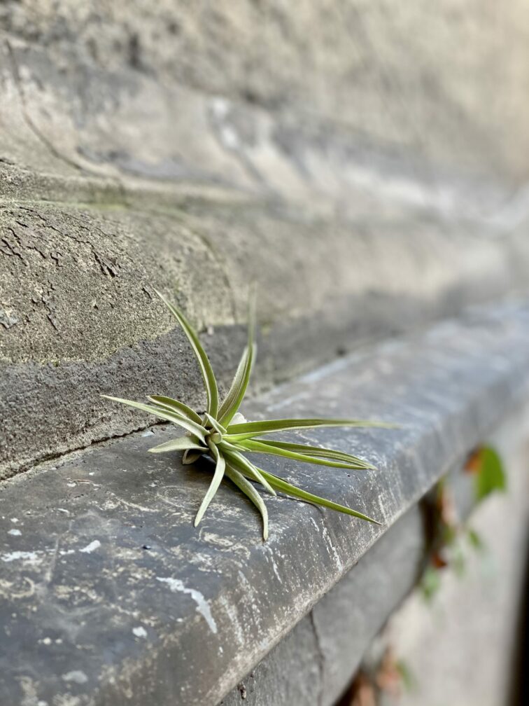 Zdjęcie rośliny Tillandsia abdita (oplątwa), ujęcie 2