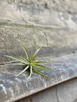 Zdjęcie rośliny Tillandsia abdita (oplątwa), ujęcie 3