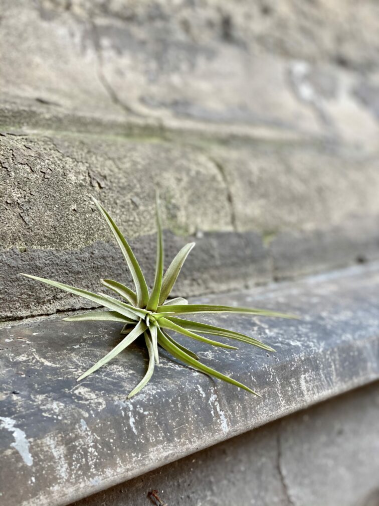 Zdjęcie rośliny Tillandsia abdita (oplątwa), ujęcie 3