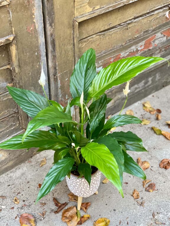 Zdjęcie rośliny Spathiphyllum Sweet Chico ( skrzydłokwiat), ujęcie 1