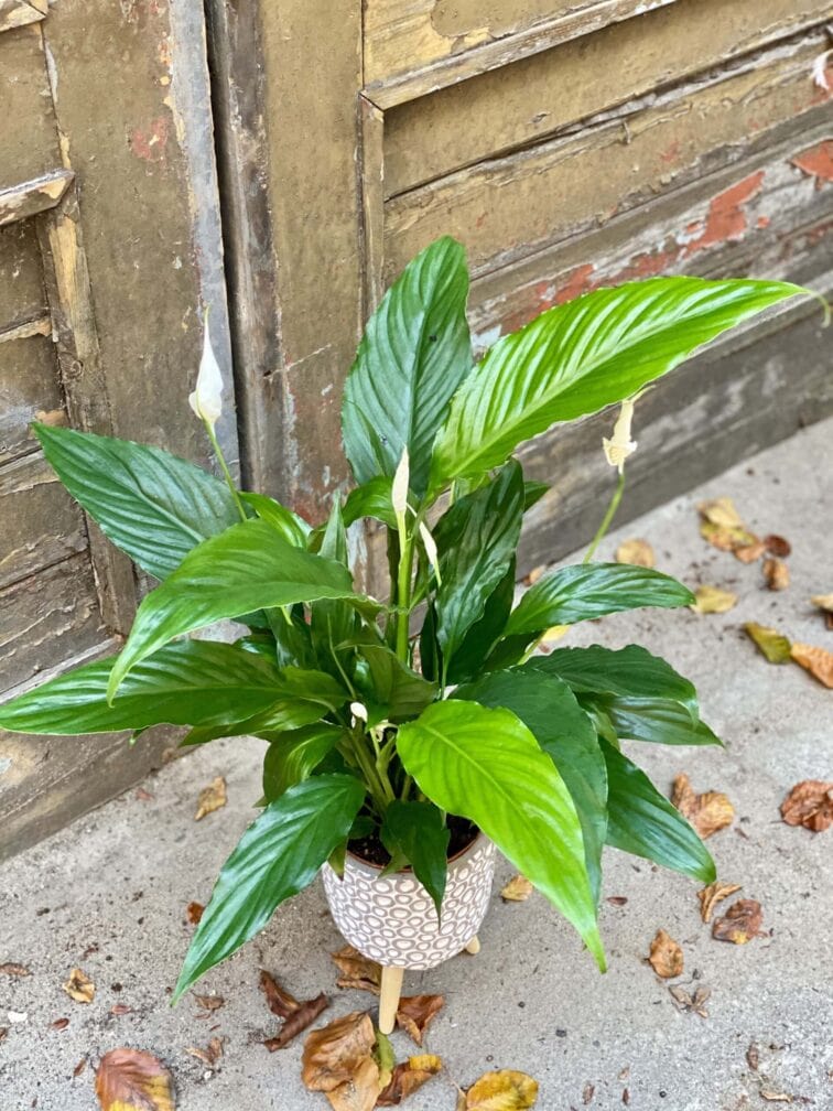 spathiphyllum-sweet-chico_13x55-0.jpg Zdjęcie rośliny Spathiphyllum Sweet Chico ( skrzydłokwiat), ujęcie 1