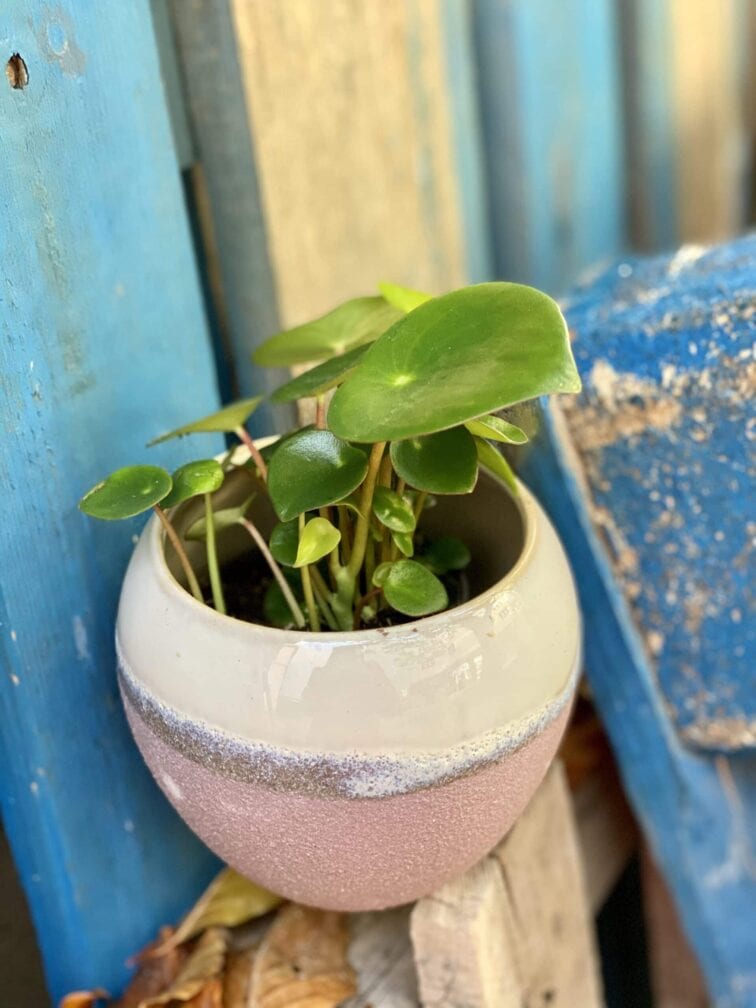 Zdjęcie rośliny Peperomia polybotrya Raindrop, ujęcie 1
