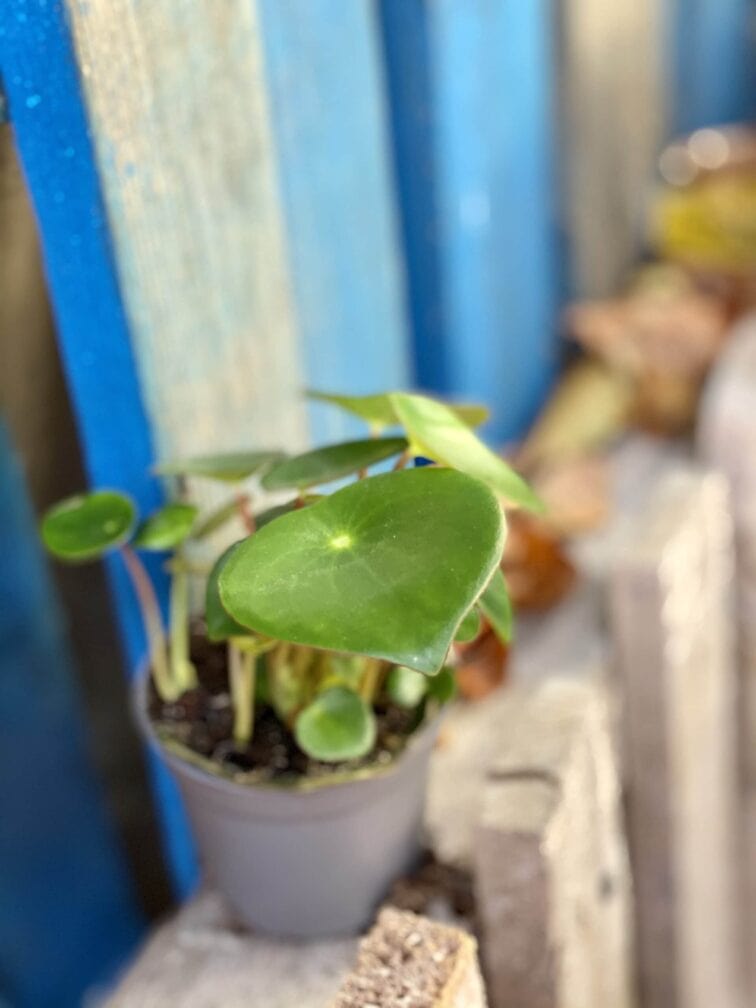 Zdjęcie rośliny Peperomia polybotrya Raindrop, ujęcie 2