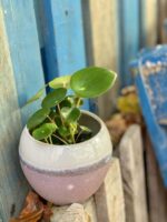 Zdjęcie rośliny Peperomia polybotrya Raindrop, ujęcie 3