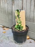 Zdjęcie rośliny Raphidophora Hayi, ujęcie 1