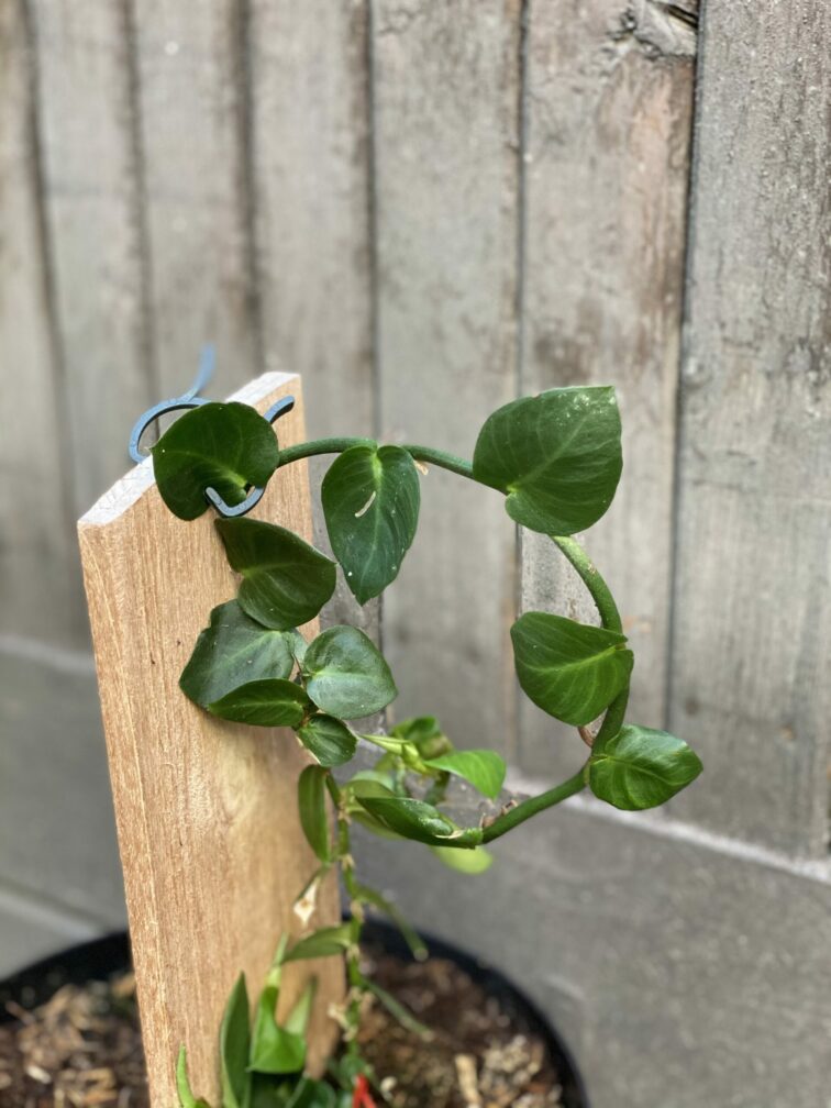 Zdjęcie rośliny Raphidophora Hayi, ujęcie 2