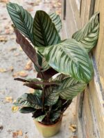 Zdjęcie rośliny Calathea Sanderiana, ujęcie 1