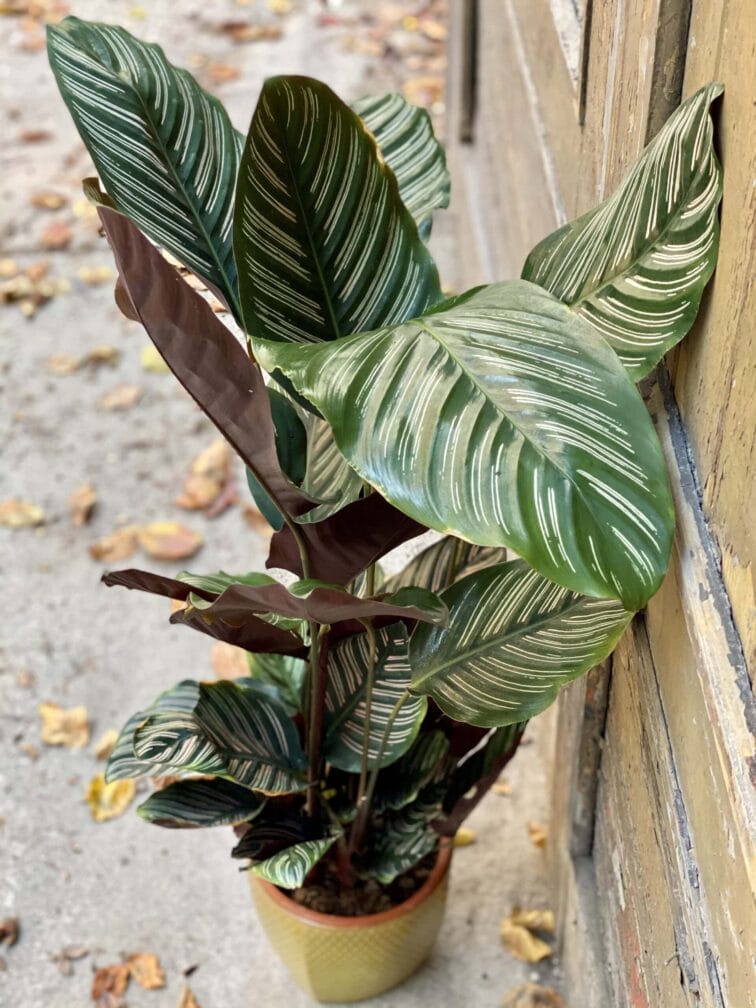 Zdjęcie rośliny Calathea Sanderiana, ujęcie 1