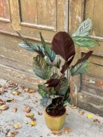 Zdjęcie rośliny Calathea Sanderiana, ujęcie 2