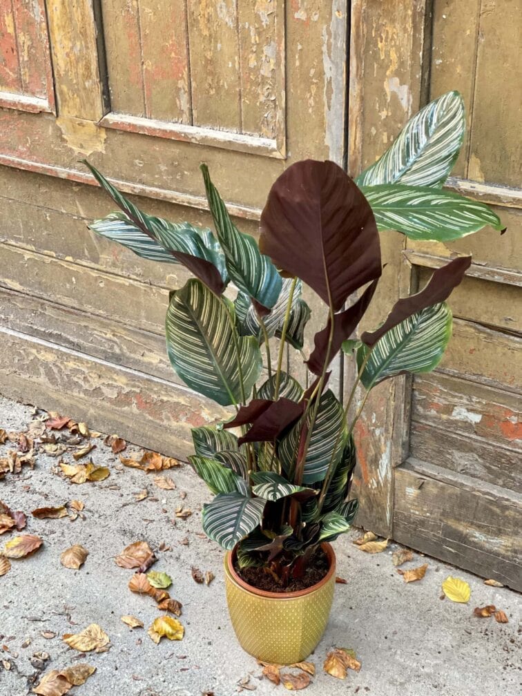 Zdjęcie rośliny Calathea Sanderiana, ujęcie 2