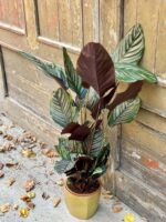 Zdjęcie rośliny Calathea Sanderiana, ujęcie 3