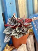 Zdjęcie rośliny Peperomia Santorini, ujęcie 2