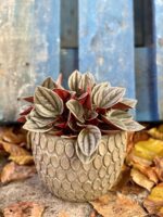 Zdjęcie rośliny Peperomia Santorini, ujęcie 3