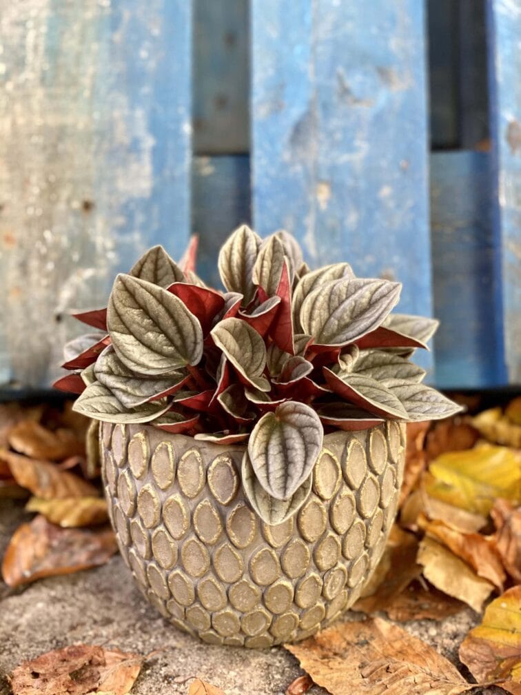 Zdjęcie rośliny Peperomia Santorini, ujęcie 3