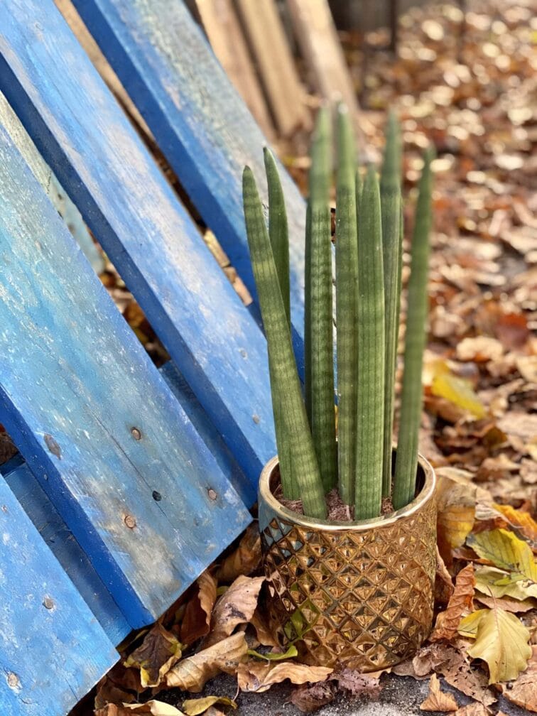 sansevieria-cylindrica-straight_13x40-0.jpg Zdjęcie rośliny Sansevieria Cylindrica Straight, ujęcie 1