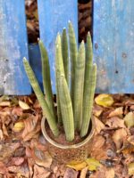 Zdjęcie rośliny Sansevieria Cylindrica Straight, ujęcie 2