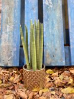Zdjęcie rośliny Sansevieria Cylindrica Straight, ujęcie 3