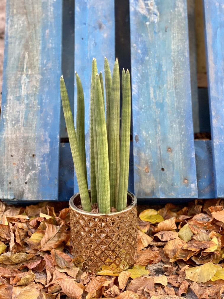 Zdjęcie rośliny Sansevieria Cylindrica Straight, ujęcie 3