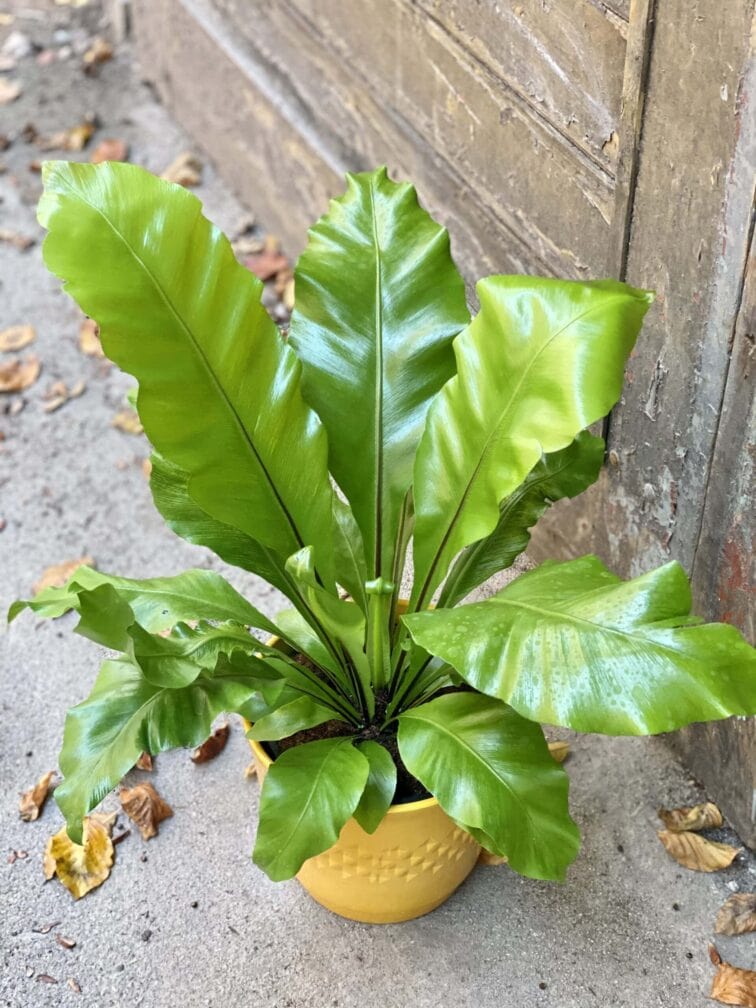 Zdjęcie rośliny Asplenium nidus (Zanokcica Gniazdowa), ujęcie 1
