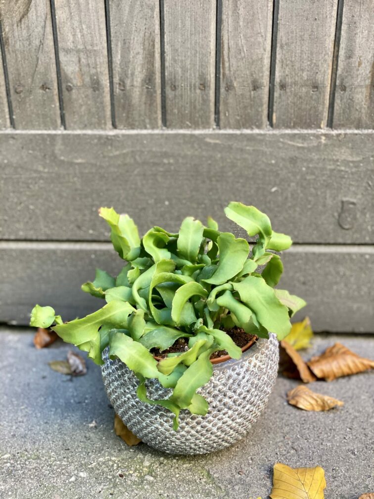 Zdjęcie rośliny Epiphyllum guatem var. monstrosa, ujęcie 2