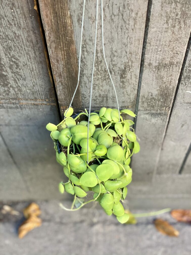 Zdjęcie rośliny Dischidia Platyphylla, ujęcie 2