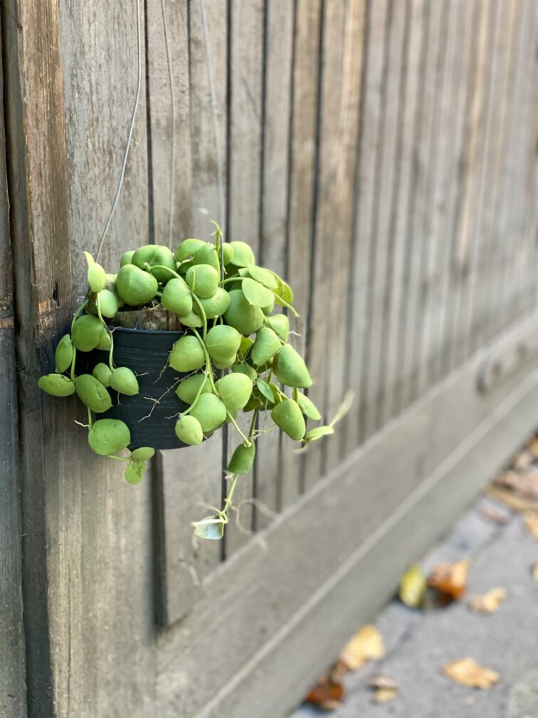 Zdjęcie rośliny Dischidia Platyphylla, ujęcie 3
