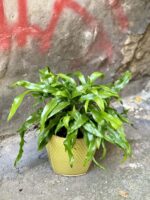 Zdjęcie rośliny Microsorum diversifolium, ujęcie 1