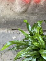 Zdjęcie rośliny Microsorum diversifolium, ujęcie 2