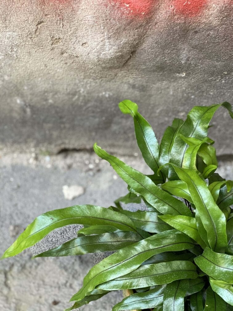 Zdjęcie rośliny Microsorum diversifolium, ujęcie 2