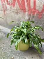 Zdjęcie rośliny Microsorum diversifolium, ujęcie 3