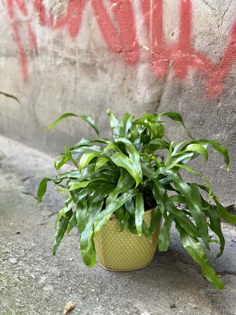 Zdjęcie rośliny Microsorum diversifolium, ujęcie 3