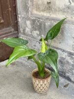 Zdjęcie rośliny Alocasia cucullata, ujęcie 1