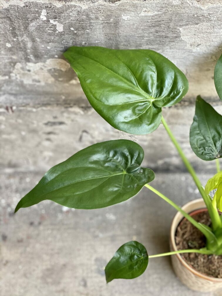 Zdjęcie rośliny Alocasia cucullata, ujęcie 2