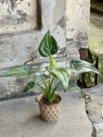 Zdjęcie rośliny Alocasia cucullata, ujęcie 3