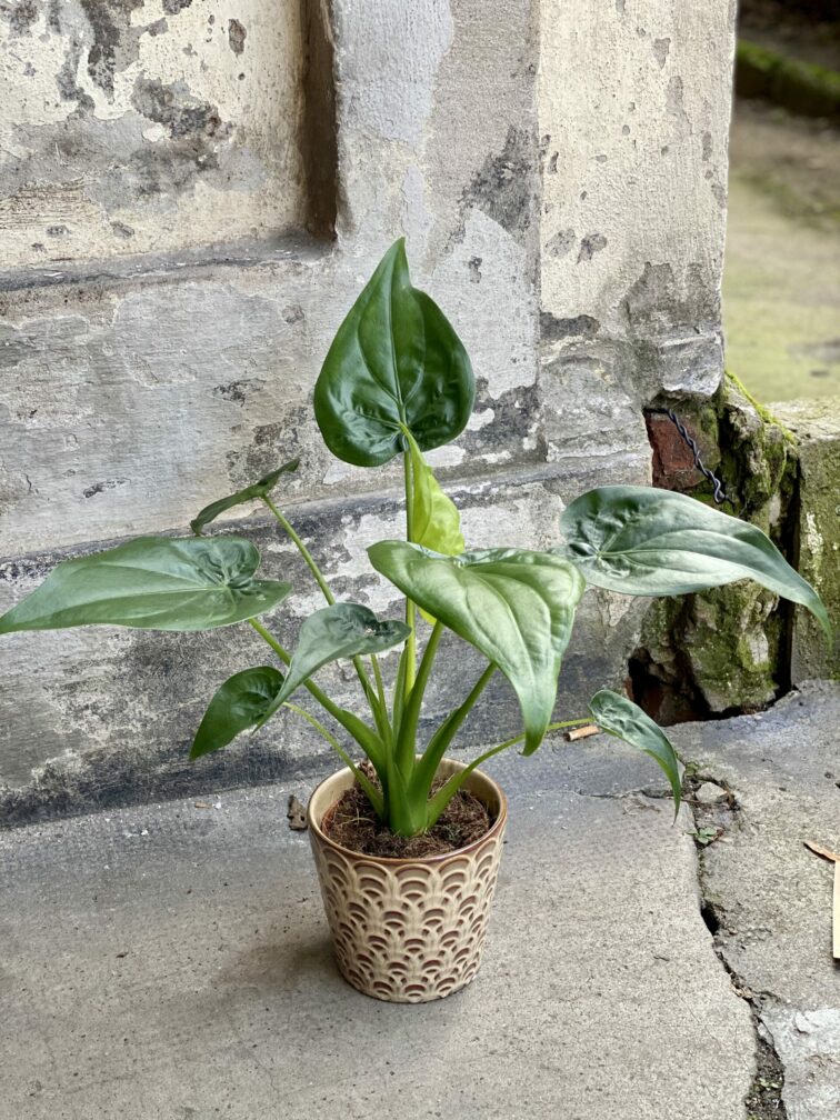 Zdjęcie rośliny Alocasia cucullata, ujęcie 3