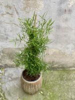 Zdjęcie rośliny Asparagus falcatus, ujęcie 1