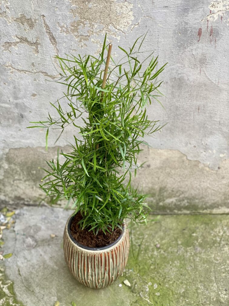 Zdjęcie rośliny Asparagus falcatus, ujęcie 1
