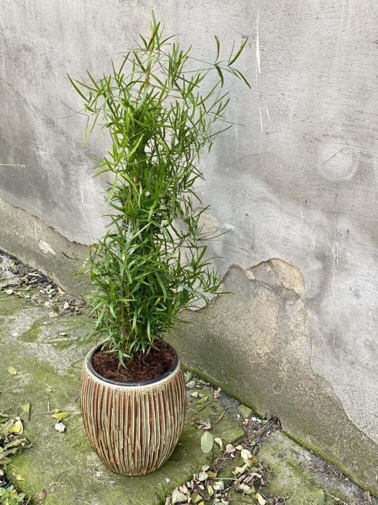 Zdjęcie rośliny Asparagus falcatus, ujęcie 3