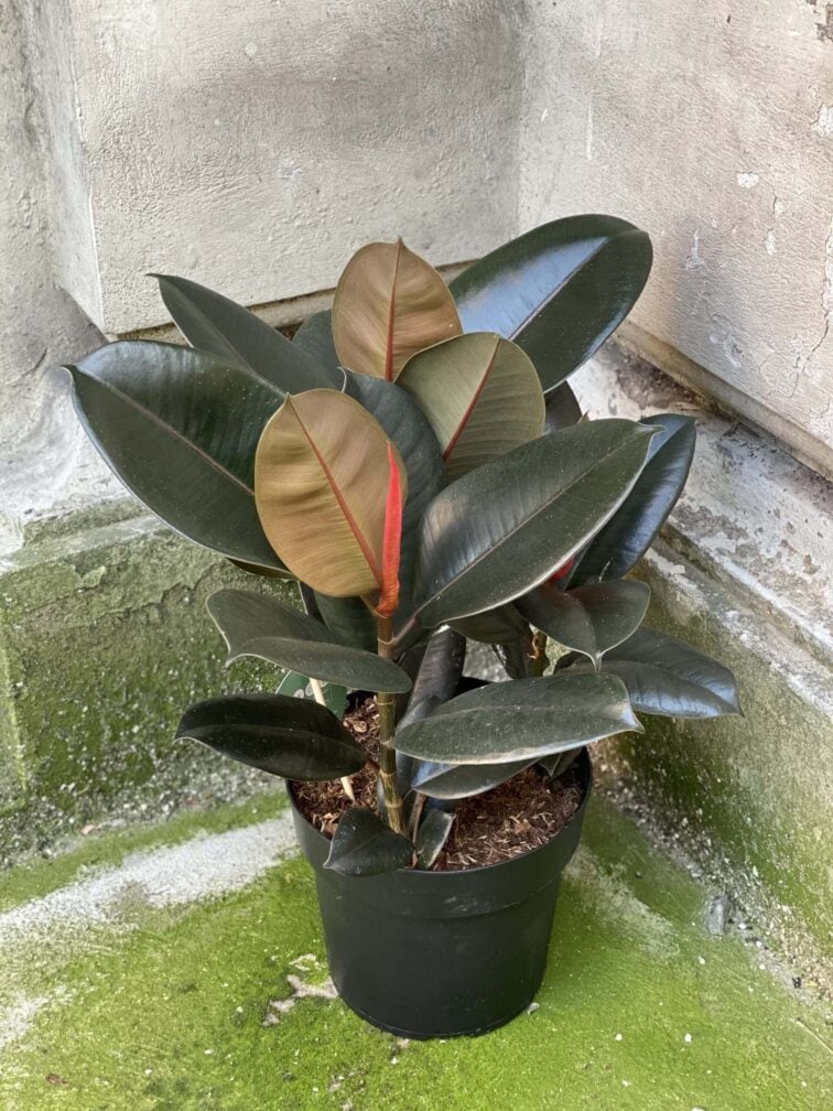 Zdjęcie rośliny Ficus elastica Abidjan, ujęcie 1