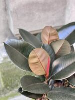 Zdjęcie rośliny Ficus elastica Abidjan, ujęcie 2