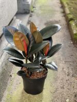 Zdjęcie rośliny Ficus elastica Abidjan, ujęcie 3
