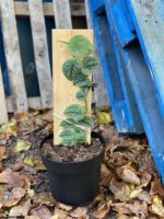 Zdjęcie rośliny Monstera dubia, ujęcie 1
