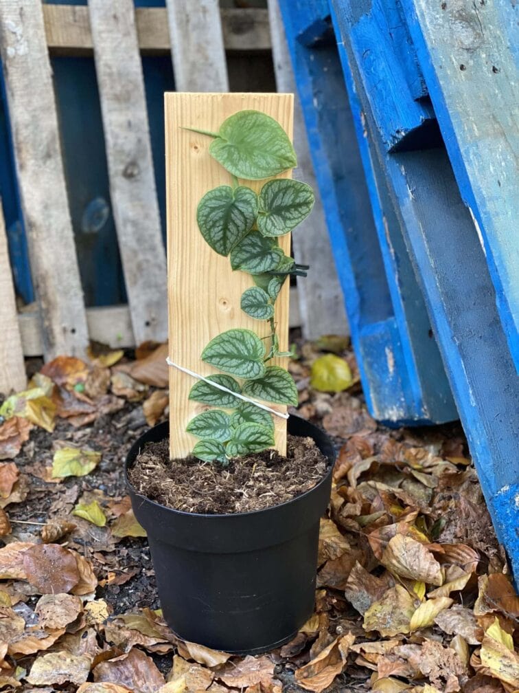 monstera-dubia_21x50-0.jpg Zdjęcie rośliny Monstera dubia, ujęcie 1